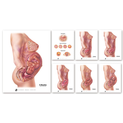 With Child Conception to Birth Chart Set for childbirth education by Childbirth Graphics showing conception to birth, 90063