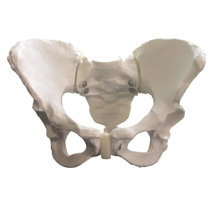 Standard Female Pelvis Model for childbirth education and anatomical teaching and instruction, Chilcbirth Graphics, 26464
