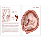 Life Unto Life Booklet from Childbirth Graphics, childbirth education materials and handouts to teach about pregnancy, 38535