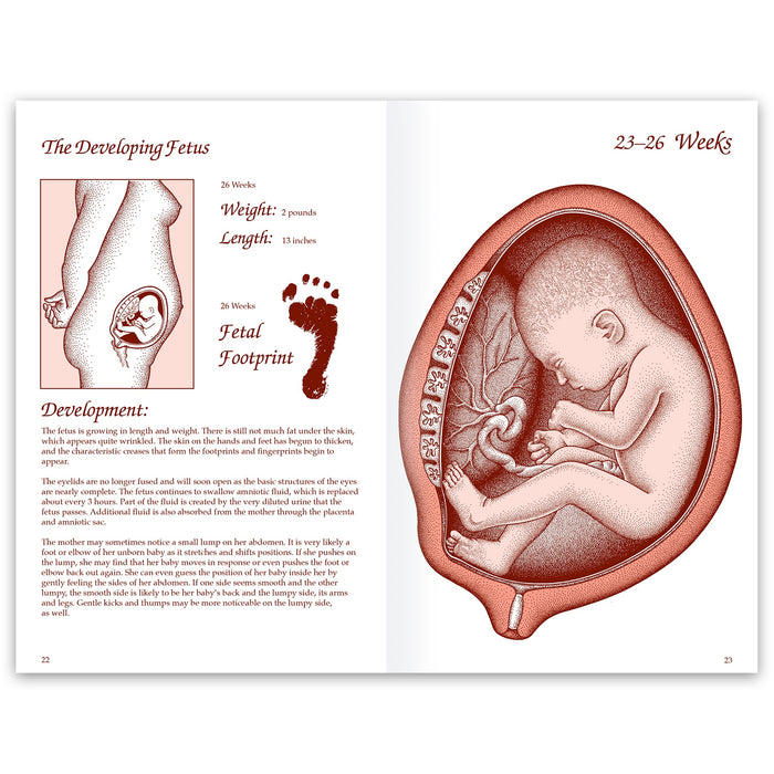 Life Unto Life Booklet from Childbirth Graphics, childbirth education materials and handouts to teach about pregnancy, 38535