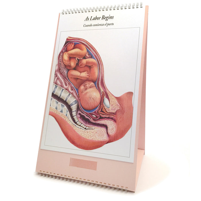 The Process of Giving Birth Flip Chart, bound teaching chart set, chart of fetus as labor begins, Childbirth Graphics, 43301