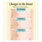 Breastfeeding Basics illustrated English/Spanish spiral-bound chart changes in the breast, Childbirth Graphics, 43308