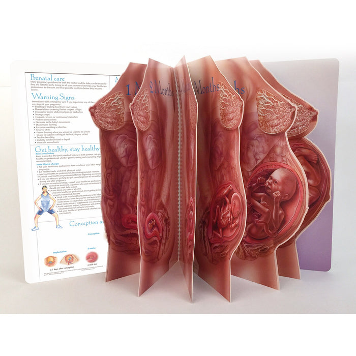 With Child Life-Size Display pages fanned out of pregnant torsos die cut of fetal development, Childbirth Graphics, 43319