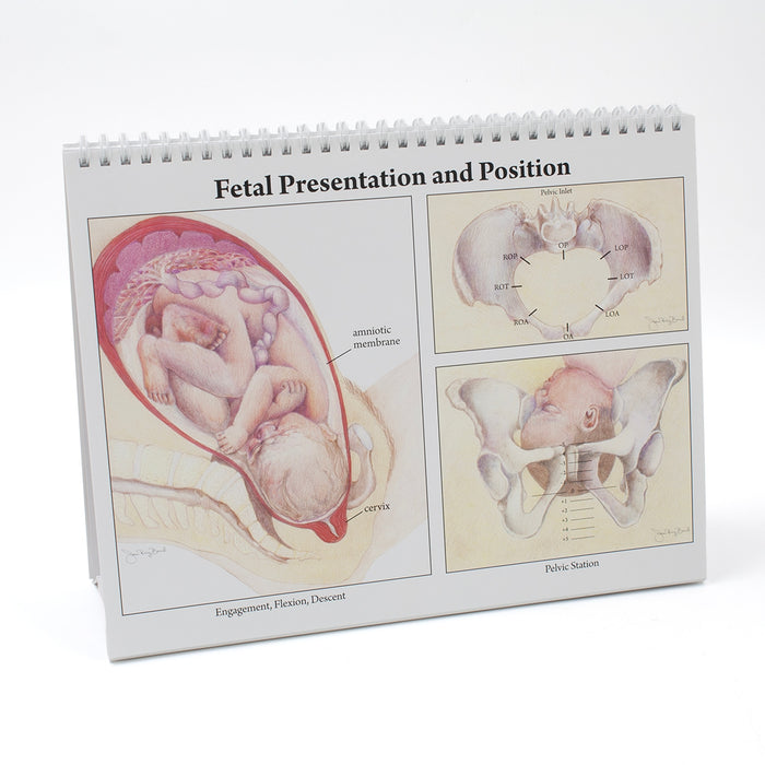 Childbearing: The Classic Series Desk Version Flip Chart, teaching chart of fetal presentation, Childbirth Graphics, 50702
