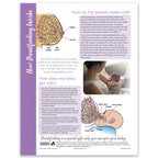 How Breastfeeding Works Tear Pad, Childbirth Graphics breastfeeding and lactation education handout, English side, 52513