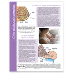 How Breastfeeding Works Tear Pad, Childbirth Graphics breastfeeding and lactation education handout, Spanish side, 52513