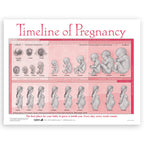 Timeline of Pregnancy tear pad from Childbirth Graphics depicting fetal development over 40 weeks of pregnancy, 52536
