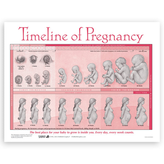 Timeline of Pregnancy tear pad from Childbirth Graphics depicting fetal development over 40 weeks of pregnancy, 52536