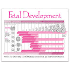 Fetal Development Tear Pad from Childbirth Graphics, back of pad with fetal organ development in critical weeks, 52554