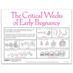 Fetal Development Tear Pad from Childbirth Graphics, back of pad with fetal organ development in critical weeks, 52554