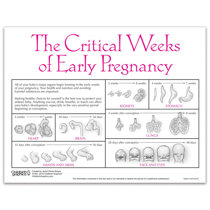 Fetal Development Tear Pad from Childbirth Graphics, back of pad with fetal organ development in critical weeks, 52554