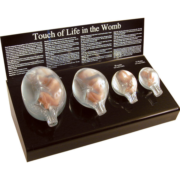 Touch of Life in the Womb Models