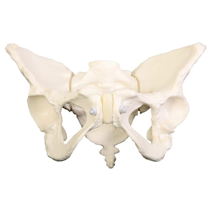 Deluxe Flexible Pelvis Model