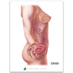 With Child Conception to Birth Chart Set for childbirth education by Childbirth Graphics, month two of pregnancy chart, 90063