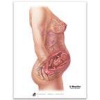 With Child Conception to Birth Chart Set for childbirth education by Childbirth Graphics, fifth month pregnancy chart, 90063