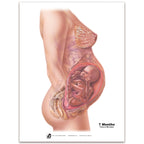 With Child Conception to Birth Chart Set for childbirth education by Childbirth Graphics, seventh month pregnancy chart, 90063