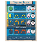 Stages of Labor Chart for childbirth education from Childbirth Graphics, English text with pictorial illustrations, 90620