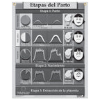 Stages of Labor Chart for childbirth education from Childbirth Graphics, Spanish text with pictorial illustrations, 90620