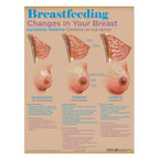 Breastfeeding Chart Set (8), illustrated anatomy of nonpregnant, pregnant, and lactating breasts, Childbirth Graphics, 90809